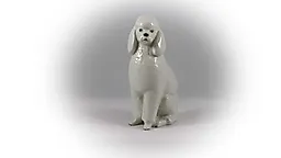 Пудель